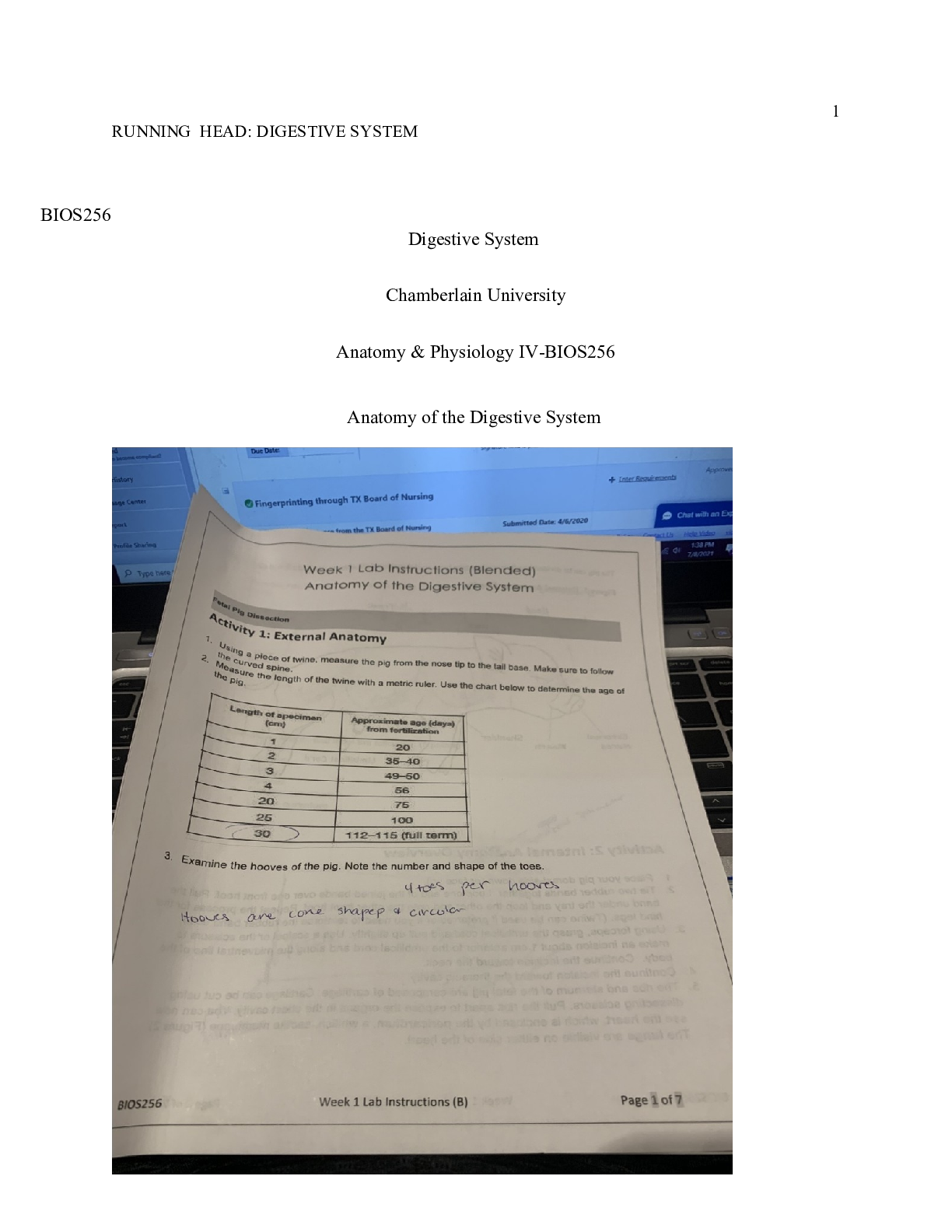 Preview image of Digestive  System.docx document